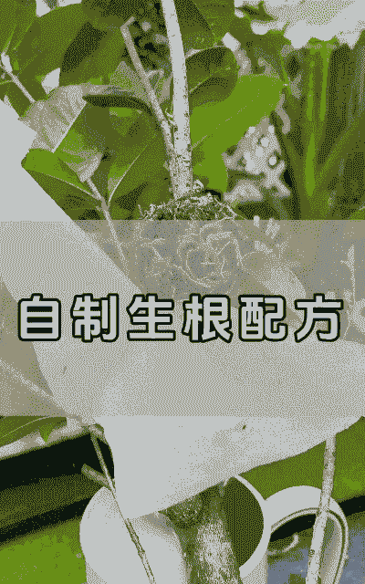 养花自制生根肥料配方