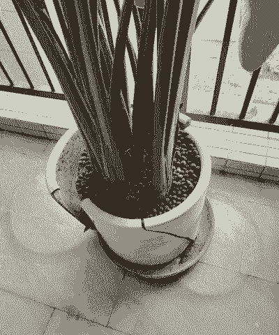 养花的花盆突然崩了 养花的花盆突然崩了