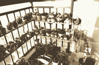 养花阳台多肉花盆