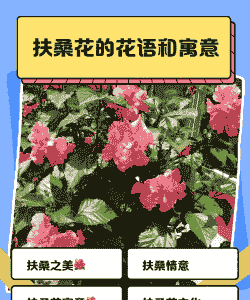 家养花开花寓意 家养花开花寓意