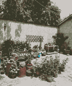 农村养花需要准备什么