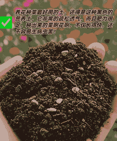 种菜营养土养花好吗 种菜营养土养花好吗