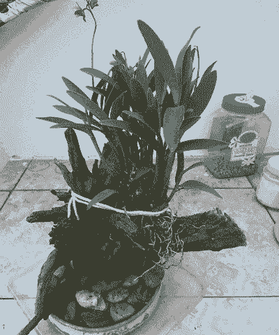 朽木屑能养花吗