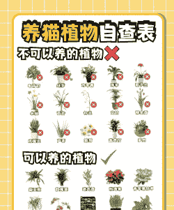 养猫为什么不让养花 养猫为什么不让养花