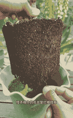 养花盆土透水太快