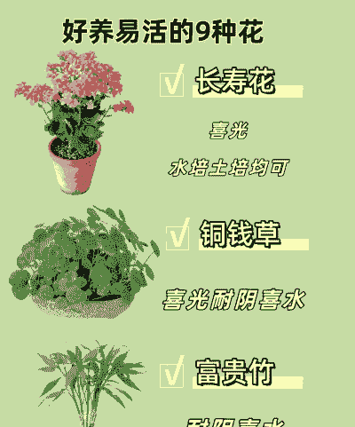 浅盆养花更好吗