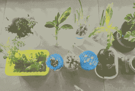 养花中有什么乐趣