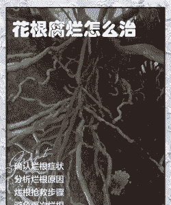 养花腐烂发臭怎么处理