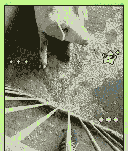 母猪产后不吃还呕吐