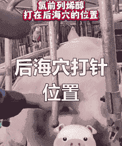 母猪产后打针的位置