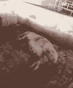 母猪产后死亡前兆