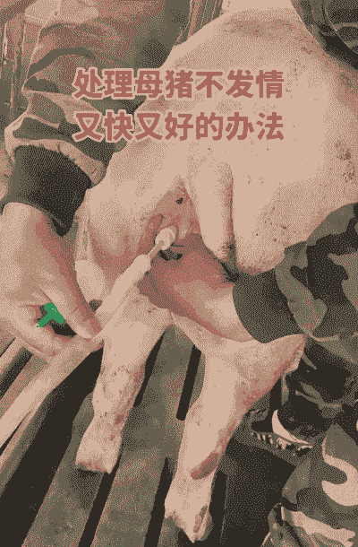 母猪产后物理降温方法