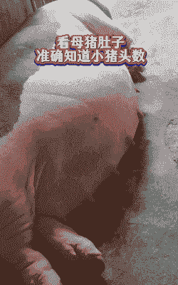 母猪产后肚子有点大