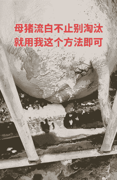 母猪流产后怎么看干净了