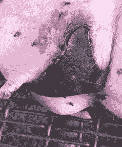 母猪产后身上发黑