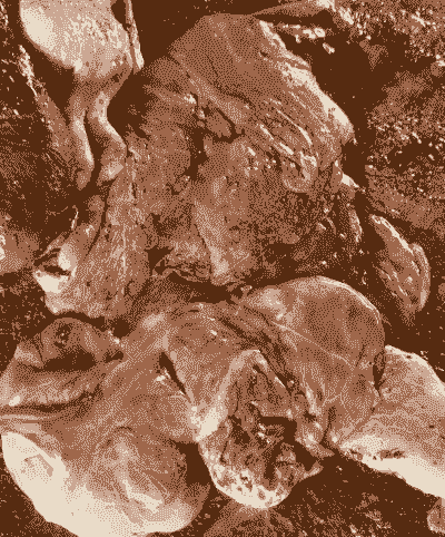 母猪生产后胎衣处理