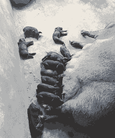 老母猪产后发黑