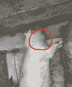 产后母猪脖子肿