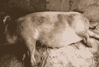 哺乳母猪产后吐