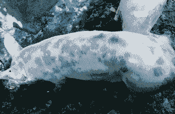 母猪产后的猪丹毒