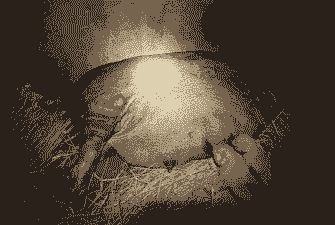 母猪产后站立不动