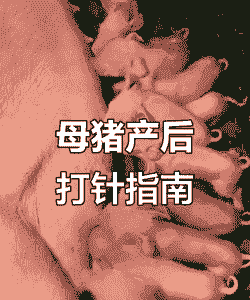 母猪产后消炎连打几针
