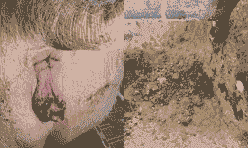 母猪产后采食量下降