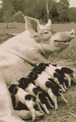 母猪产后喂奶呼吸急促