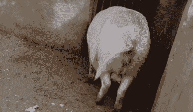 母猪产后如何清理外阴