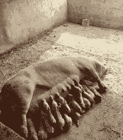 母猪产后几时吃奶