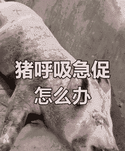 母猪产后应激呼吸急促