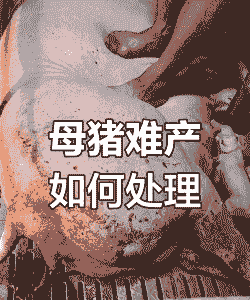 母猪难产后急喘