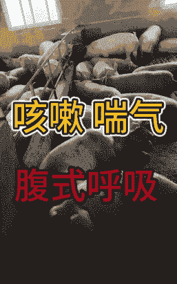 母猪产后发抖呼吸急促