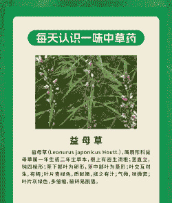 母猪产后吃益母草行吗吗