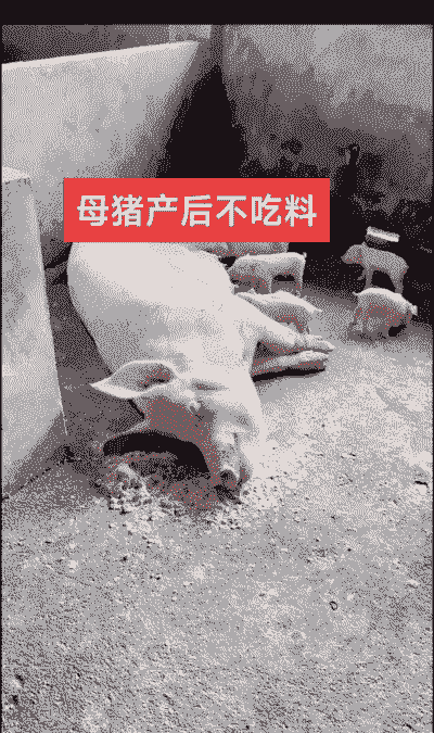 母猪产后烧39.2不吃