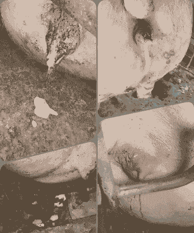 母猪产后不吃食还吐黄水