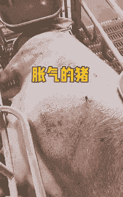 老母猪产后胀气