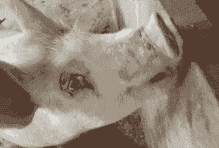 母猪产后不吃眼睛发红