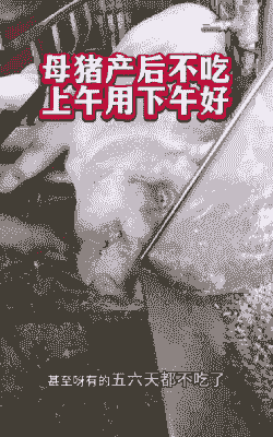 母猪产后不吃食39