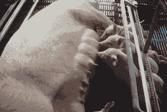 母猪产后体虚不吃