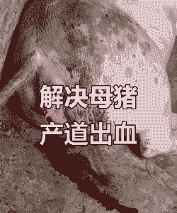母猪产后出血怎么止