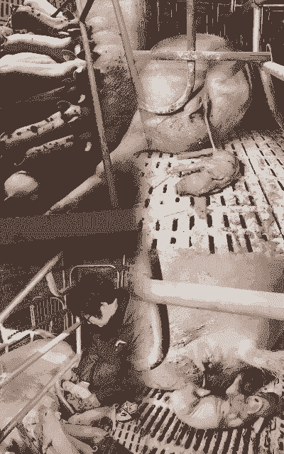 母猪产后几天喂鸡蛋清