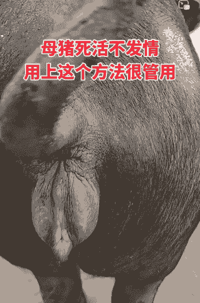 如何防止母猪产后死亡