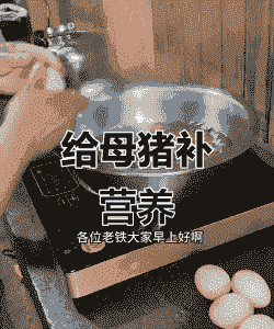 母猪产后红糖加鸡蛋