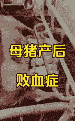 母猪产后出血 几天死亡