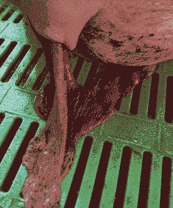 母猪产后胎衣没下干净