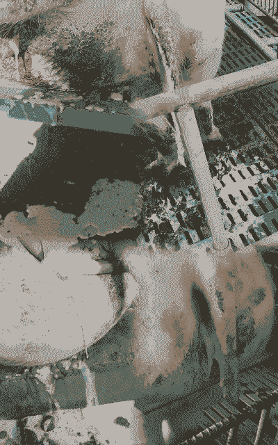 母猪产后出现吐白沫