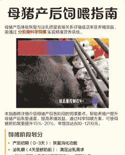 母猪产后几个月吃食物