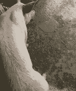 母猪产后吐黄水不吃东西