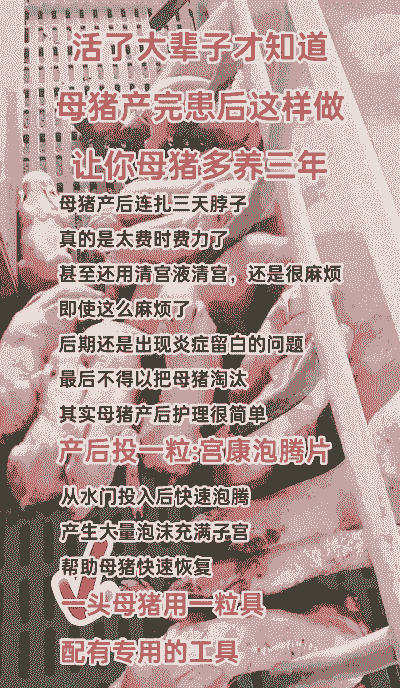 母猪产后三天内怎么消炎